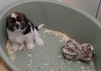 Cavalier- shih tzu, Dieren en Toebehoren, Honden | Chihuahua's en Gezelschapshonden, België, CDV (hondenziekte), 8 tot 15 weken