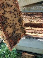 Bijen Carnica (zonder kast), Dieren en Toebehoren, Insecten en Spinnen, Bijen