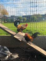 hollandse kriel, Dieren en Toebehoren, Pluimvee, Meerdere dieren, Kip