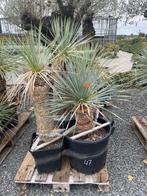 Lot van 6 yucca’s (LOT 47), Ophalen, Vaste plant, Overige soorten, Volle zon