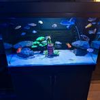 Malawi cichliden vissen, Dieren en Toebehoren, Ophalen, Zo goed als nieuw