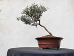 Bonsai Jeneverbes in ongegelazuurde schaal., Verzenden
