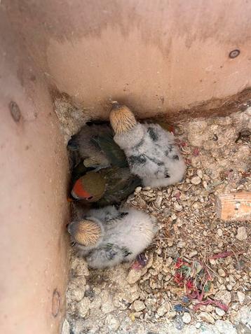 Agapornis, Dieren en Toebehoren, Dwergpapegaai of Agapornis