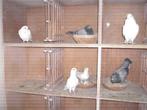 Figurita Valenciana ( lokkertjes ) zuiver wit, Dieren en Toebehoren, Vogels | Duiven, Meerdere dieren, Overige soorten