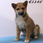 Shiba Inu (reutjes) - pups te koop, Dieren en Toebehoren, Honden | Poolhonden, Keeshonden en Oertypen, 15 weken tot 1 jaar, Buitenland