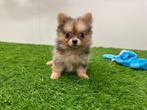 PomChi pups, Dieren en Toebehoren, België, 8 tot 15 weken, CDV (hondenziekte), Meerdere