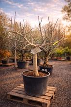 Ficus Carica - vijgenboom op voorraad, Tuin en Terras, Ophalen, Vijgenboom