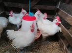 Poule de bresse hanen, Dieren en Toebehoren, Pluimvee, Kip