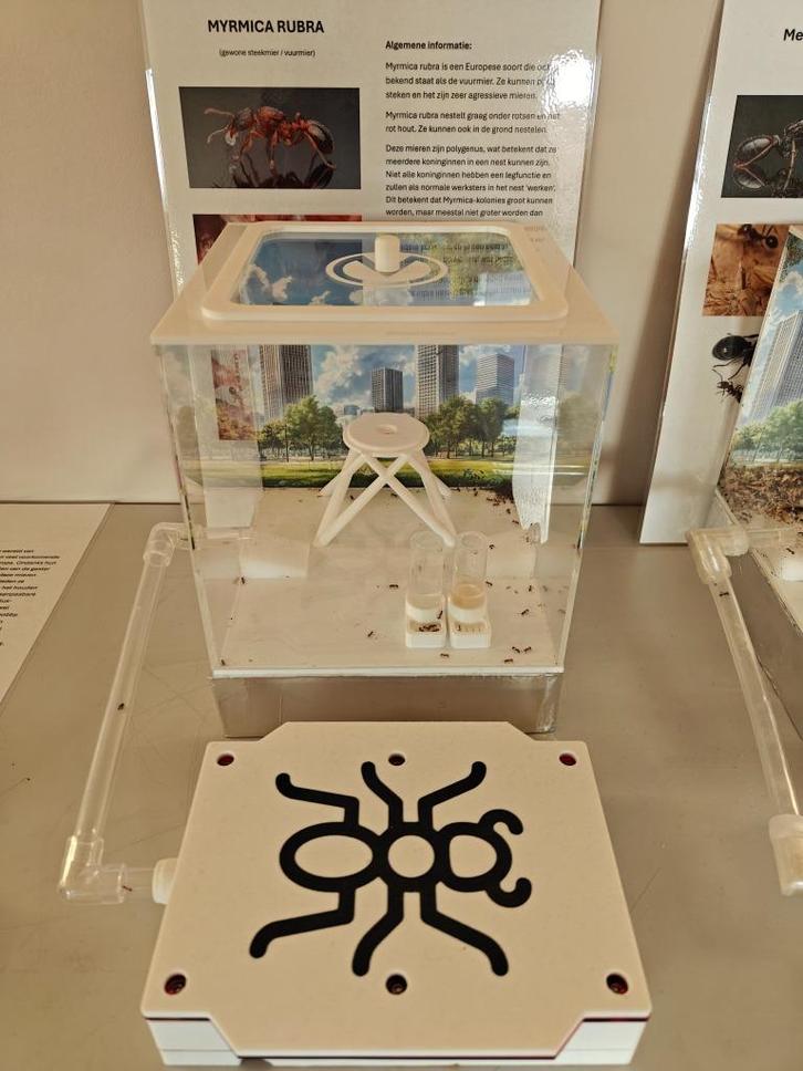 Myrmica Rubra, Dieren en Toebehoren, Insecten en Spinnen, Mieren