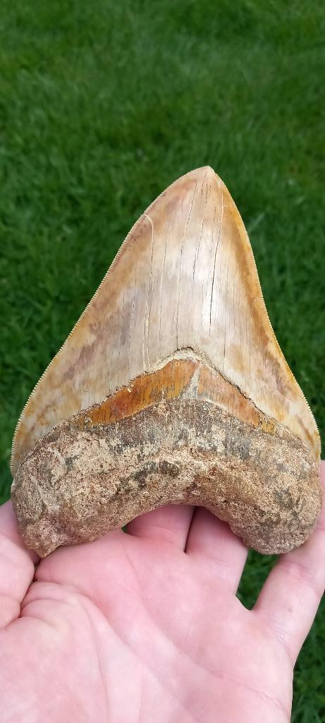 Top Megalodon haaientand uit Indonesië fossiel, Verzamelen, Mineralen en Fossielen, Fossiel, Ophalen of Verzenden