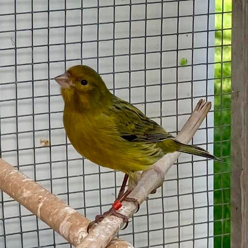 Prachtige kanarie man 2024 winterhard, Dieren en Toebehoren, Vogels | Kanaries, Mannelijk