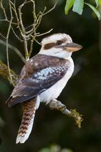 Kookaburras, Dieren en Toebehoren, Vogels | Overige Vogels, Meerdere dieren, Geringd