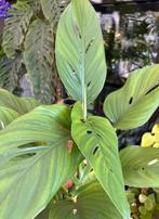 Monstera Lechleriana, Huis en Inrichting, Kamerplanten, Ophalen