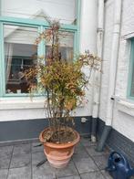 Terracotta bloempot groot - zeer goede staat, 40 cm of meer, Terracotta, 40 tot 70 cm, Tuin