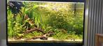 Plantes Aquarium / Ancistrus, Tickets & Billets