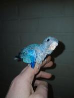 Handtamme splendid parkiet 2025, Dieren en Toebehoren, Vogels | Parkieten en Papegaaien, Geslacht onbekend, Parkiet, Geringd