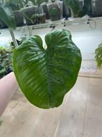 Philodendron Ernestii, Huis en Inrichting, Ophalen