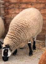 Baggerbonte ooi geboren voorjaar 2022, Dieren en Toebehoren, Schapen, Geiten en Varkens, Vrouwelijk, Schaap, 3 tot 5 jaar