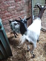 Mooie tamme dwerggeitjes, Dieren en Toebehoren, Schapen, Geiten en Varkens