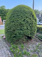 Ronde boom, Tuin en Terras, Ophalen