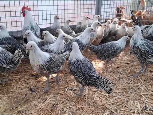Zilverbrakel kippen en hanen, ruime keuze  PAASWEEKEND OPEN, Dieren en Toebehoren, Pluimvee