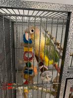 Pyrrhura + kooi en toebehoren, Dieren en Toebehoren, Geslacht onbekend, Papegaai