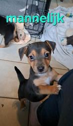 Leuke tricolor en black and tan jack russell pups op boerder, Dieren en Toebehoren, Honden | Jack Russells en Terriërs, België