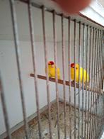 kakariki, Dieren en Toebehoren, Vogels | Parkieten en Papegaaien, Vrouwelijk, Parkiet