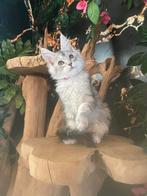 Maine coon, Animaux & Accessoires, Chatte ou Chat, Avec pedigree, 0 à 2 ans