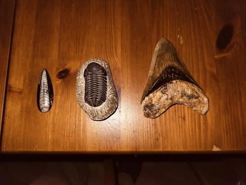 fossielen, Orthoceras, trilobiet en megalodontand., Verzamelen, Mineralen en Fossielen, Ophalen of Verzenden