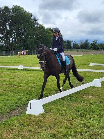 Zwartbruine D pony, Dieren en Toebehoren, Met stamboom, B, Ruin, Dressuurpony