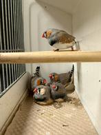 Split Charcoal zebravink mannen, Dieren en Toebehoren