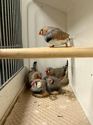 Split Charcoal zebravink mannen beschikbaar voor biedingen