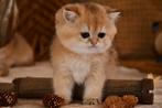brits korhaar kitten, Dieren en Toebehoren, Meerdere dieren, Gechipt, 0 tot 2 jaar