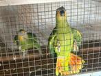 Couple Amazone, Dieren en Toebehoren, Vogels | Parkieten en Papegaaien, Meerdere dieren, Papegaai, Geringd