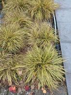 siergras, Tuin en Terras, Planten | Tuinplanten, Ophalen, Winter