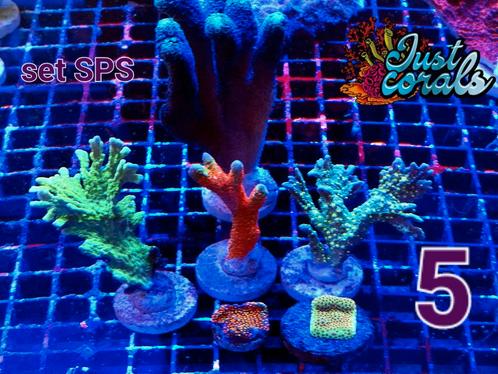 Set Koralen zeeaquarium , rif aquarium , zoutwater, Animaux & Accessoires, Poissons | Poissons d'aquarium