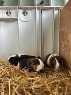 Lieve jonge cavia’s, Dieren en Toebehoren, Knaagdieren, Meerdere dieren, Cavia, Tam