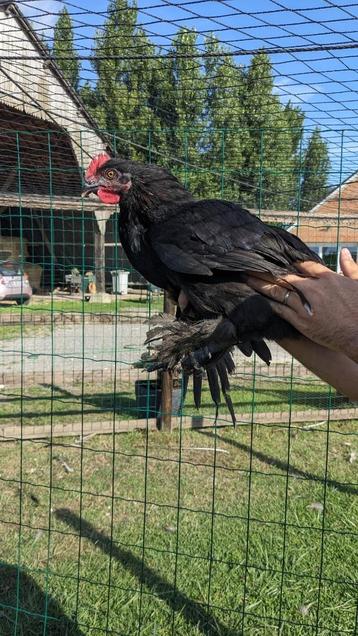 4 coqs a donner Marans  beschikbaar voor biedingen