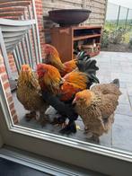 2 brahma hanen, Dieren en Toebehoren, Pluimvee, Mannelijk, Kip