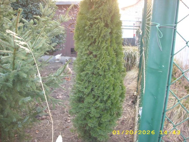 Sierconifeer, Tuin en Terras, Planten | Bomen, Ophalen of Verzenden