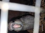 Kakariki, Dieren en Toebehoren