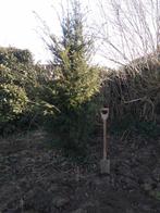 Taxus baccata, Tuin en Terras, Planten | Bomen, Ophalen, Overige soorten, 250 tot 400 cm