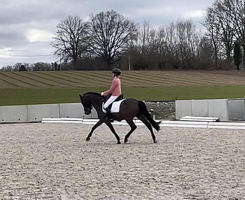 Leuke dressuurpony, Dieren en Toebehoren, Pony's, Ruin, Dressuurpony