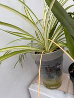 Kamer plant, Ophalen