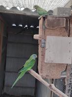 parkieten, Dieren en Toebehoren, Vogels | Parkieten en Papegaaien, Geringd