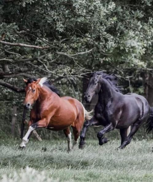 paarden te koop, Dieren en Toebehoren, Paarden, Ruin, Onbeleerd, 175 cm of meer, 7 tot 10 jaar