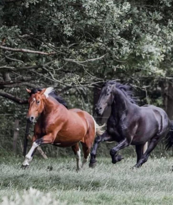 paarden te koop, Dieren en Toebehoren, Paarden, Ruin, Onbeleerd, 175 cm of meer, 7 tot 10 jaar
