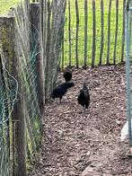 Ayamcemani kippen te koop, Dieren en Toebehoren, Pluimvee, Meerdere dieren, Kip