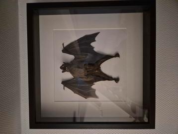 Opgezette vleermuis beschikbaar voor biedingen